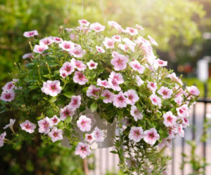 Petunia