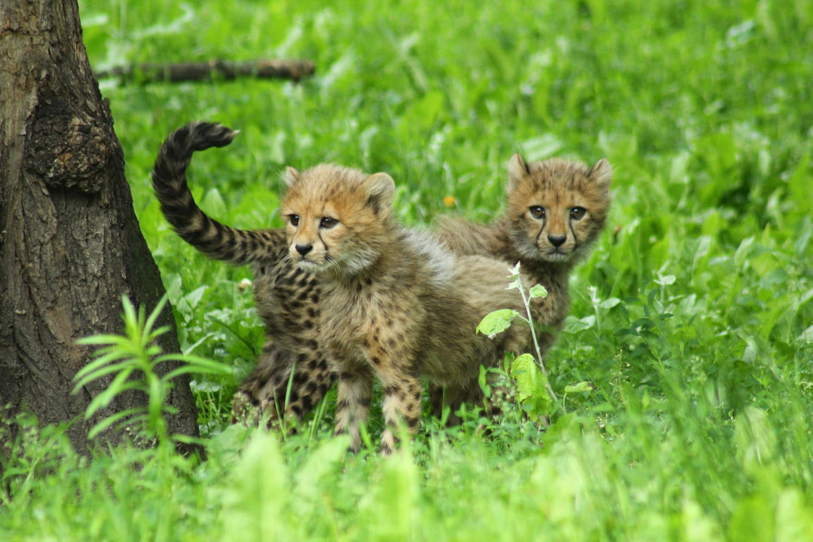 Dzień Dziecka w warszawskim ZOO. Tych malców kocha cała Warszawa