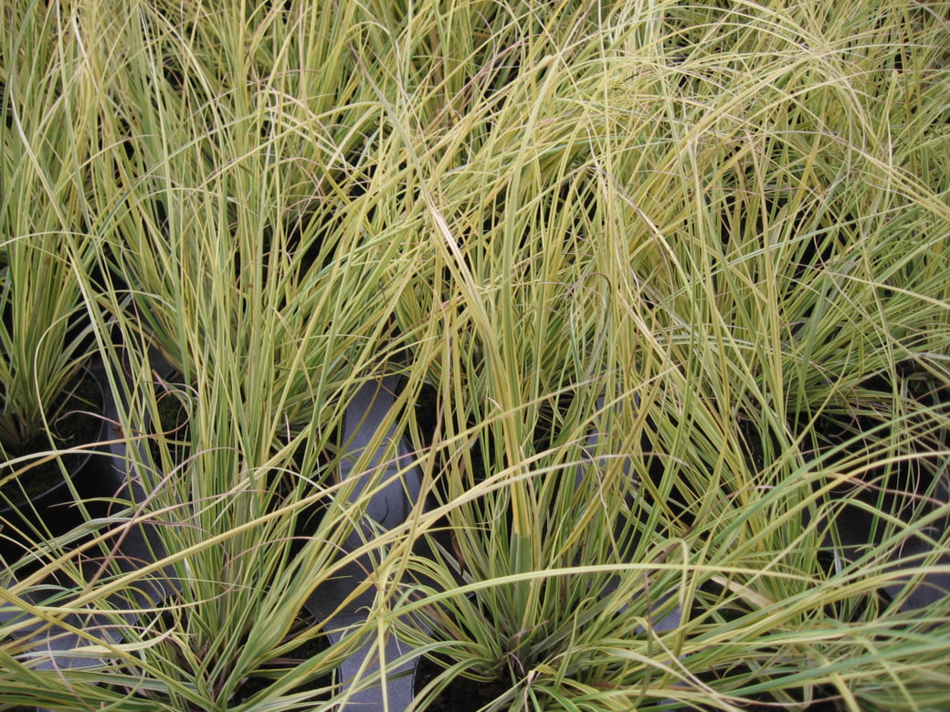 Kortaderia pampasowa 'Splendid Star' 