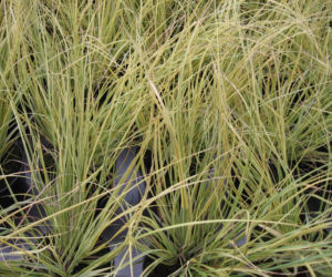 Kortaderia pampasowa 'Splendid Star' 