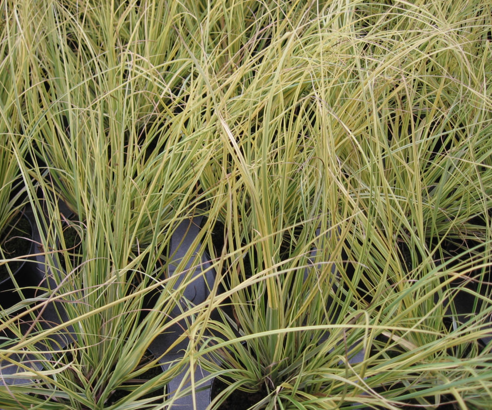 Kortaderia pampasowa 'Splendid Star' 