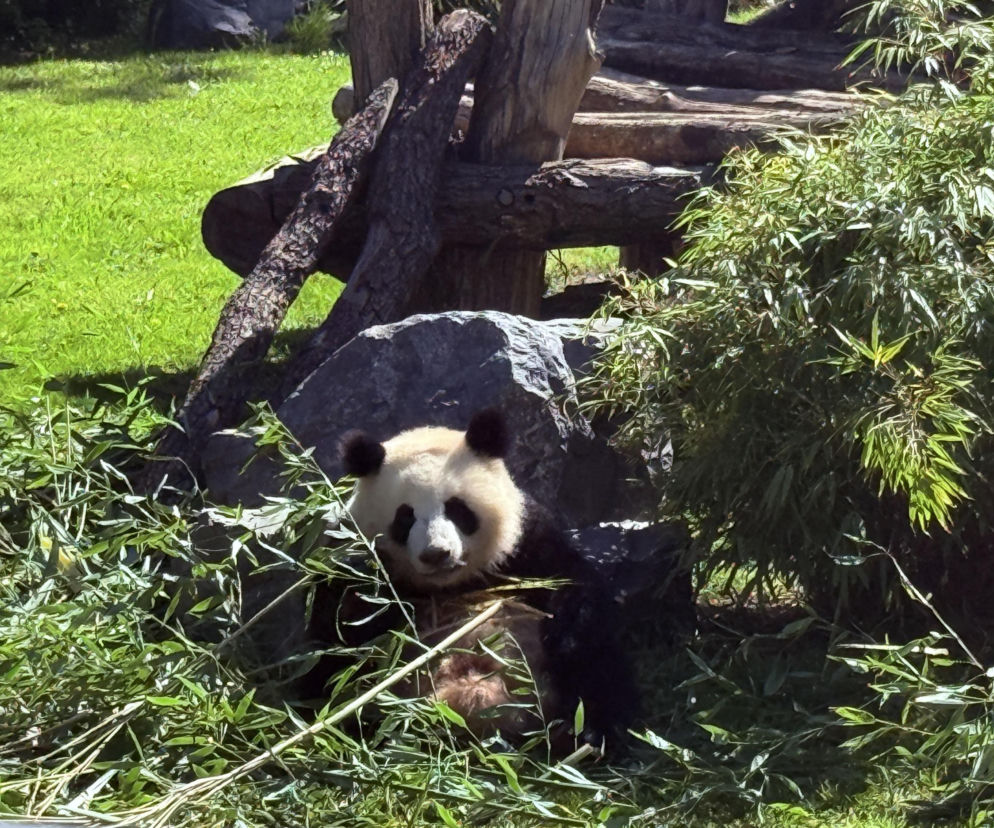 Pandy ZOO Berlin