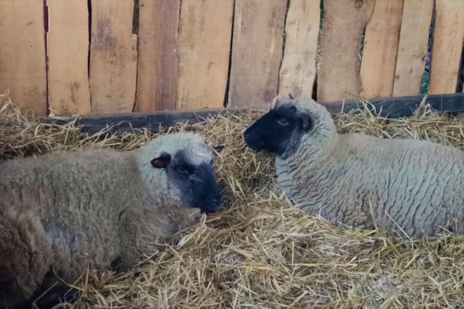 Żywa szopka w Żydowcach