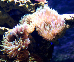 Rozbudowa ZOO