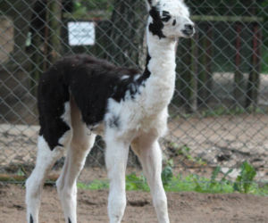 Bydgoski Ogród Zoologiczny we wtorek 31 maja powitał na świecie małą lamę