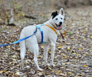 Marley - pies do adopcji