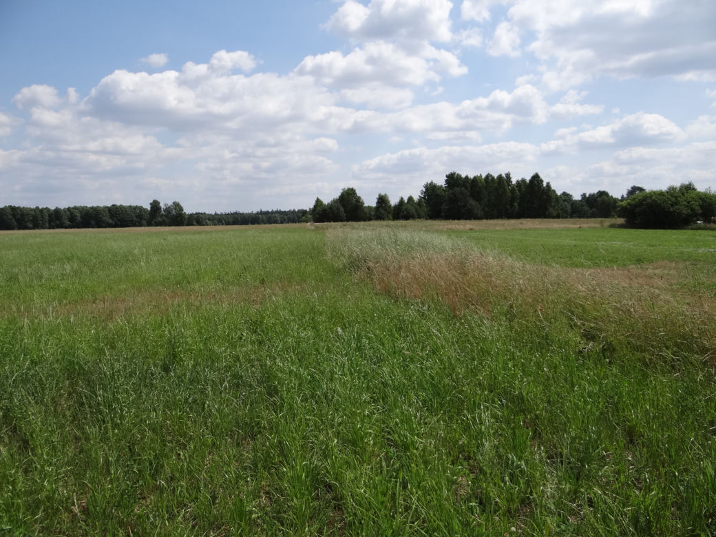 370 tys. złotych kary za wycięcie krzaków