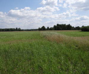 370 tys. złotych kary za wycięcie krzaków