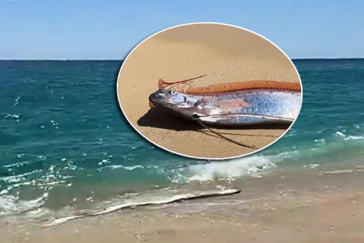 Gigantyczny wąż morski pojawił się na plaży w Cabo