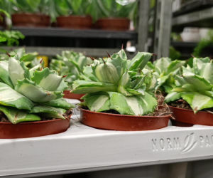 Festiwal Roślin w Enea Arenie