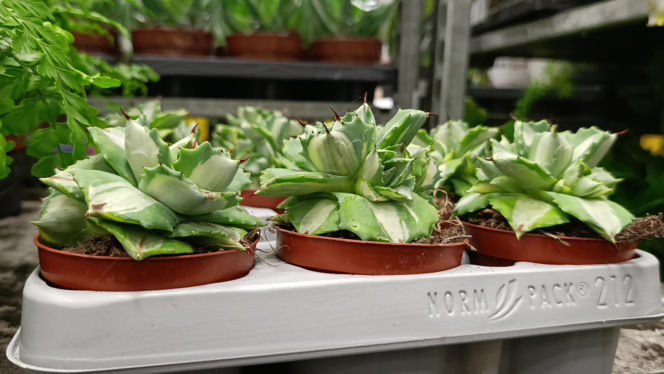 Festiwal Roślin w Enea Arenie