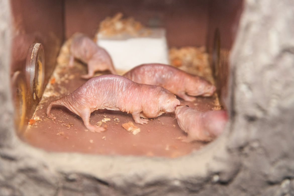 "Szablozębne kiełbaski" z wrocławsiego zoo. Poznajcie golców! [ZDJĘCIA]