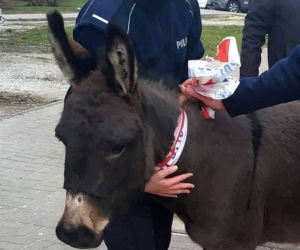 Osły uciekły z szopki