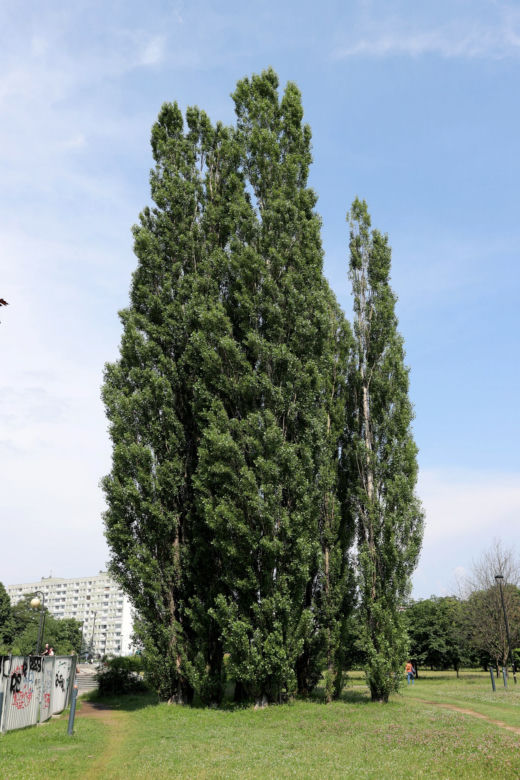 Niebezpieczne drzewa w Parku Bródnowskim. Wysokie konary grożą zawaleniem
