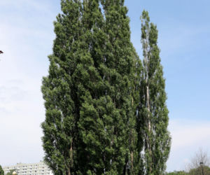 Niebezpieczne drzewa w Parku Bródnowskim. Wysokie konary grożą zawaleniem
