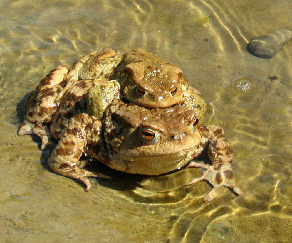ropucha