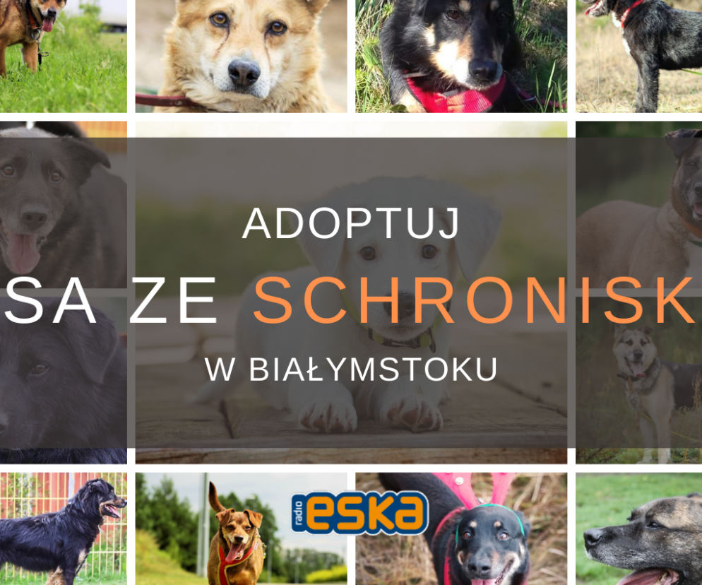 Adoptuj psa ze schroniska w Białymstoku