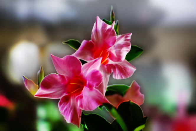 Zapomnij o pelargoniach. To najmodniejsza roślina balkonowa tego roku