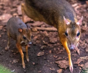 Myszojeleń z łódzkiego zoo potrzebuje imienia! Malec okazał się samiczką
