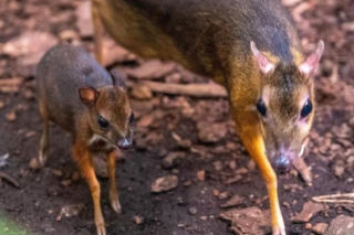 Myszojeleń z łódzkiego zoo potrzebuje imienia! Malec okazał się samiczką [ZDJĘCIA]
