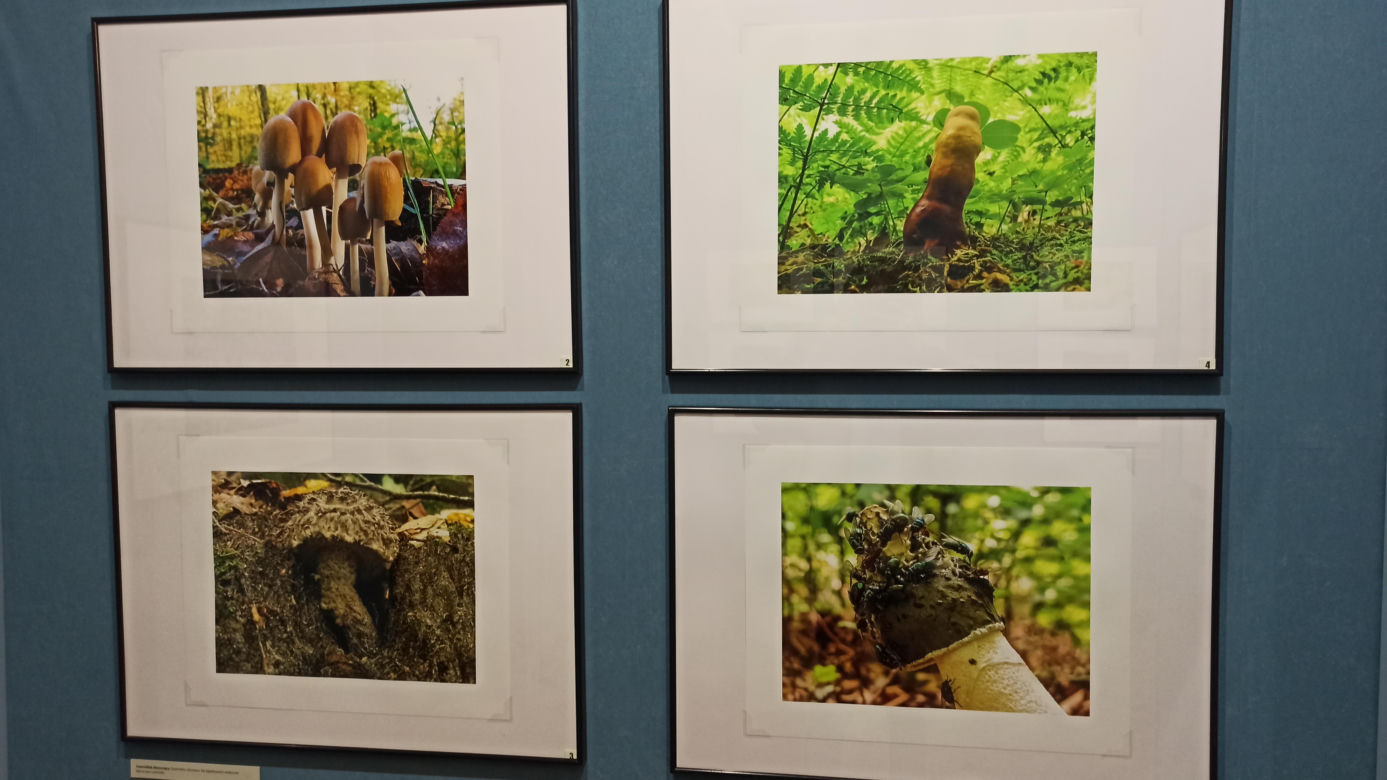 Muzeum Przyrody w Olsztynie. Poznajcie faunę oraz florę Warmii i Mazur