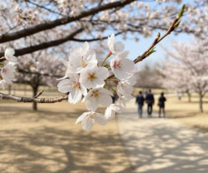 Pogoda na weekend w Krakowie 3-5 kwietnia. Temperatura wzrośnie do 18 stopni Celsjusza