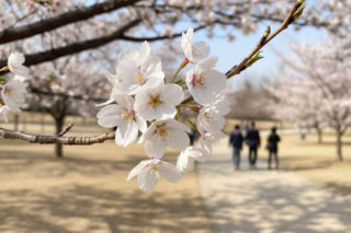 Pogoda na weekend w Krakowie 3-5 kwietnia. Temperatura wzrośnie do 18 stopni Celsjusza