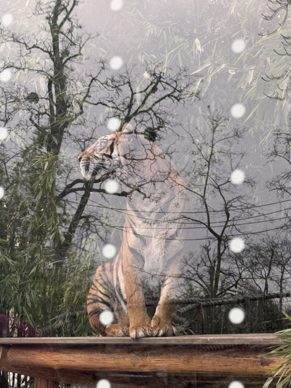 Czy warto jechać do ZOO Wrocław zimą?