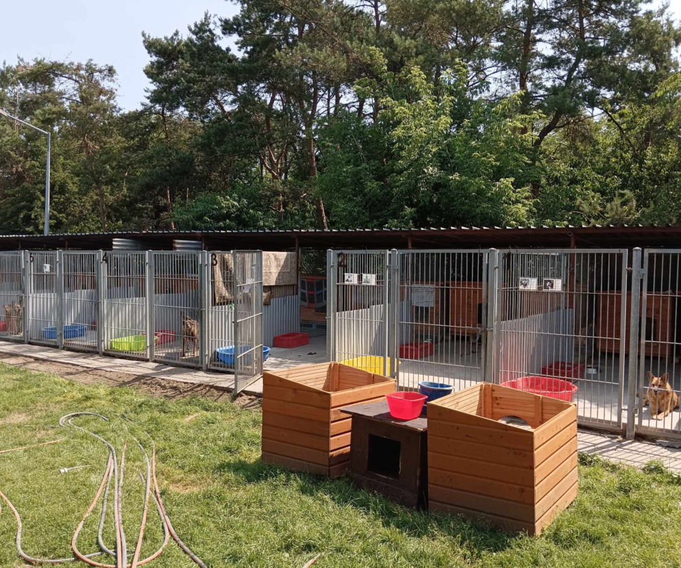 Wysokie temperatury i remont. Tak wygląda sytuacja w radomskim schronisku dla zwierząt. Pomóc może każdy. Czego potrzeba?