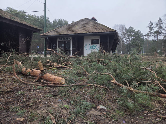 Przebudowa pętli Las Gdański ruszy w 2026 roku. Wycięto ponad 330 drzew!