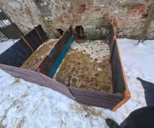 Gehenna zwierząt trwała latami! Prawie sto psów zostało wyrwanych z piekła