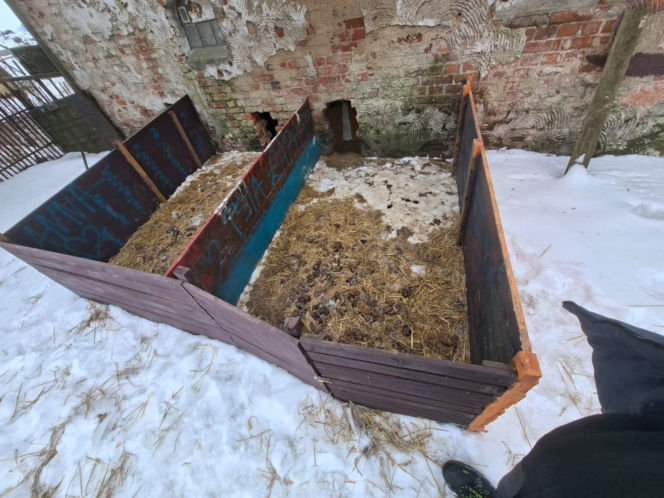 Gehenna zwierząt trwała latami! Prawie sto psów zostało wyrwanych z piekła