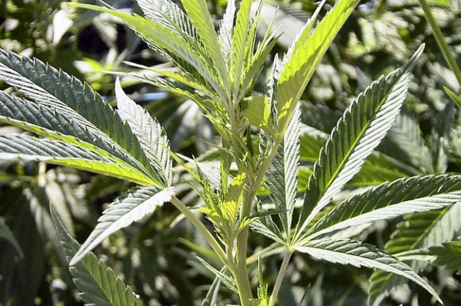 Z magazynu policyjnego zniknęła marihuana. Tłumaczenie policjantów jest bezcenne