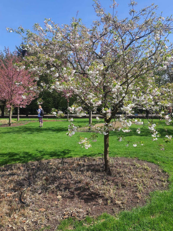 Kwitnące wiśnie i magnolie w Ogrodzie Botanicznym w Powsinie