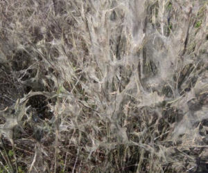 Magiczne zjawisko w lesie? Sceneria wygląda jak z horroru