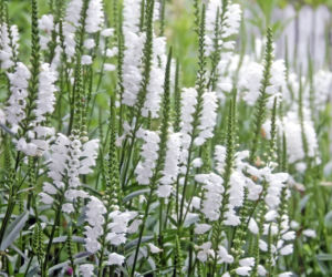 Physostegia virginiana.jpg
