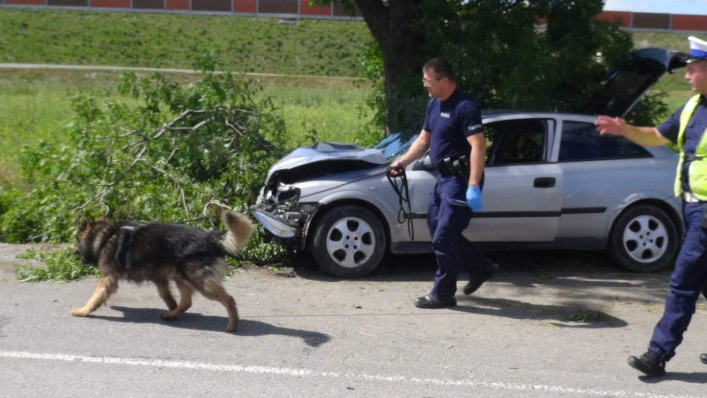 Rąbnął w drzewo, zostawił nieprzytomnego pasażera na pastwę losu.