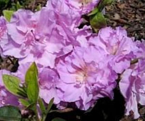 Azalia japońska 'Elsie Lee'