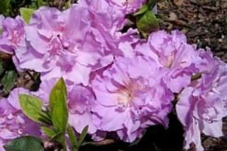 Azalia japońska ‘Elsie Lee’ - Rhododendron ‘Elsie Lee’