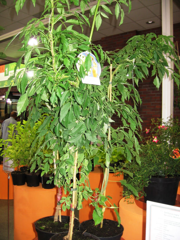 Bez czarny 'Monstrosa' 