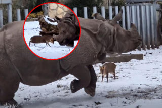 Starcie w Zoo Wrocław hitem internetu! Między zwierzętami prawie 1,7 tony różnicy. Chcę tego malucha do pilnowania chałupy