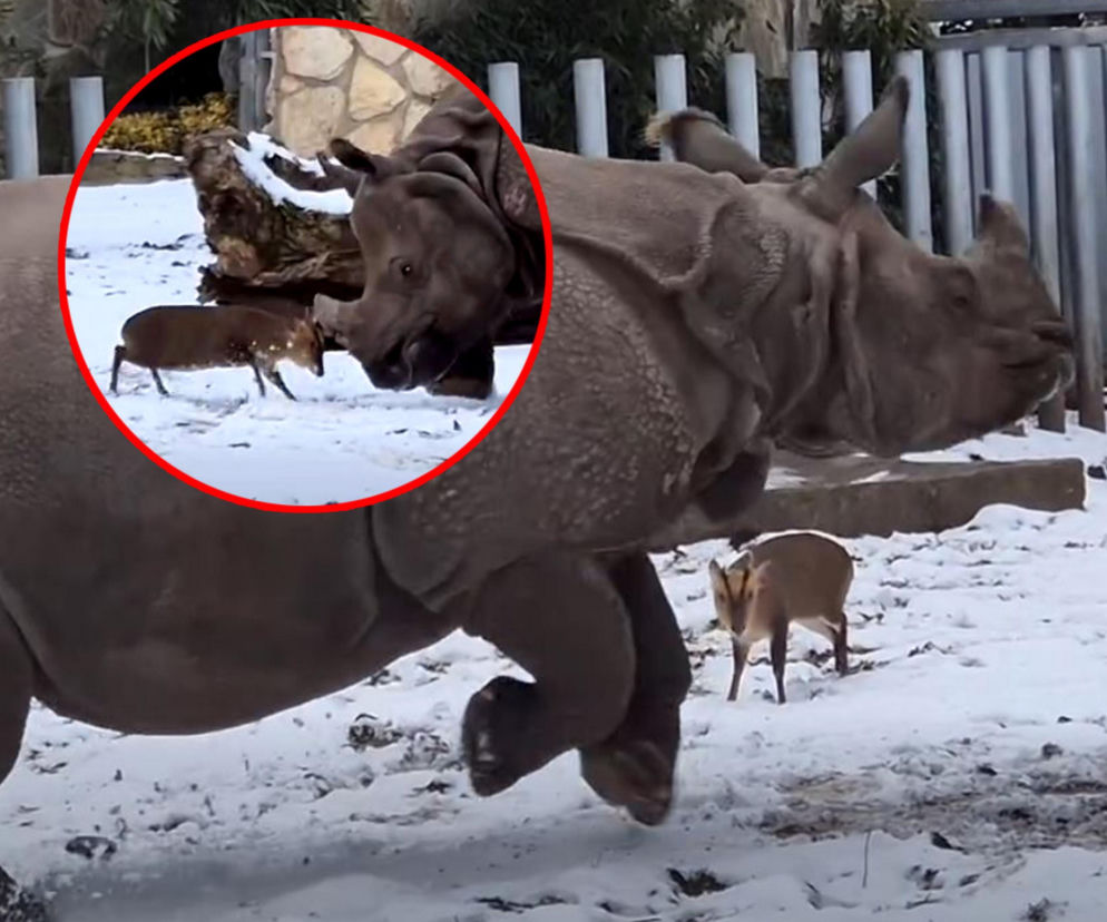 Mandżuk chiński i nosorożec indyjski starły się w Zoo Wrocław! Ponad zwierzętami jest 1,6 tony różnicy [ZDJĘCIA]