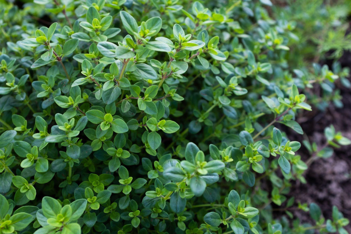 Macierzanka piaskowa