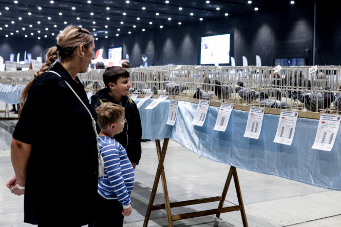 Katowice stolicą gołębiarstwa. Za nami 17. edycja EXPOGołębie. To największa tego typu impreza w Europie