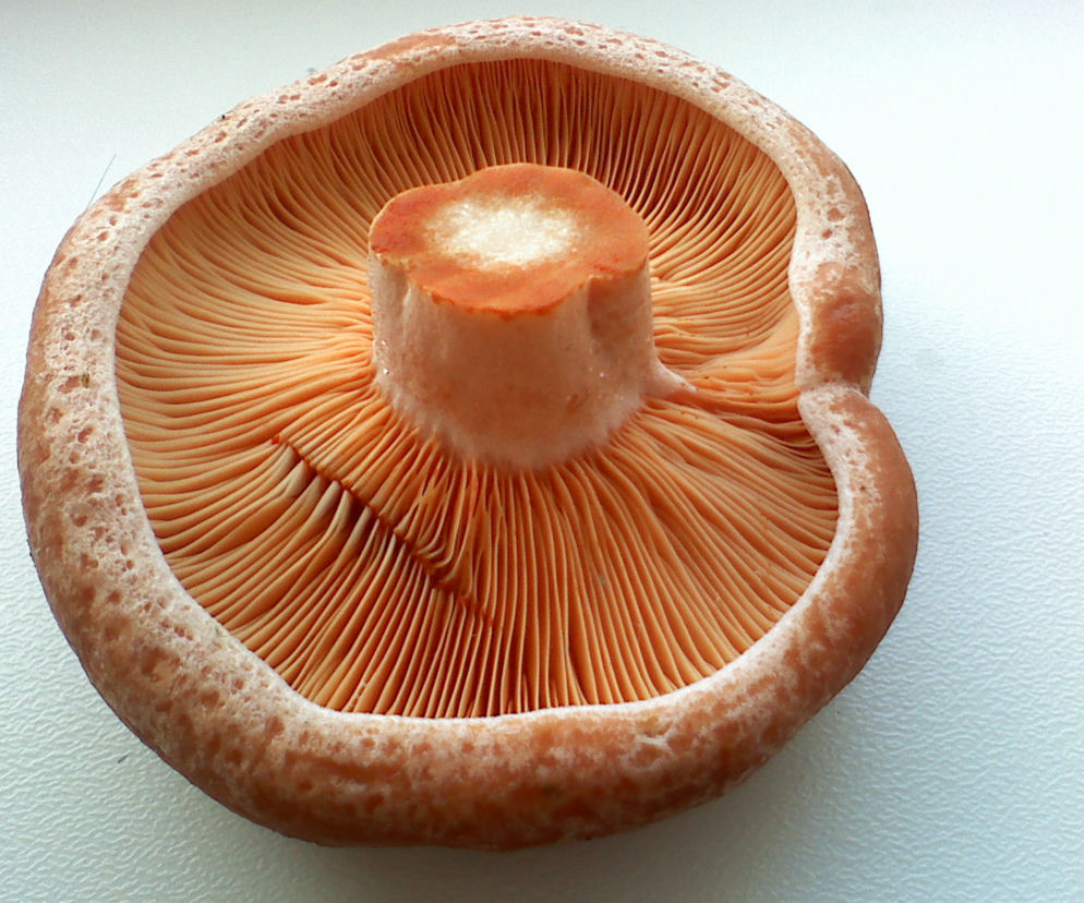 rydze-panierowane-prosty-przepis-na-smaczna-przekaske.jpg