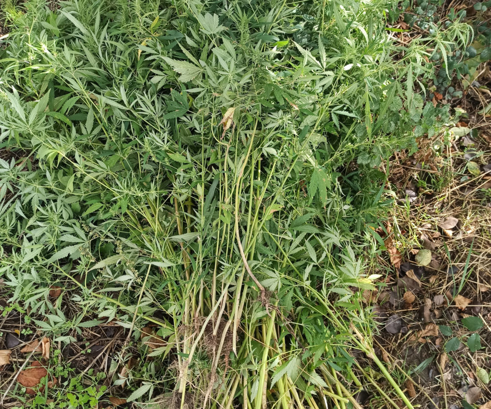 Zlikwidowana plantacja konopi indyjskich