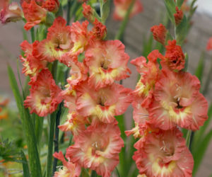 Mieczyki