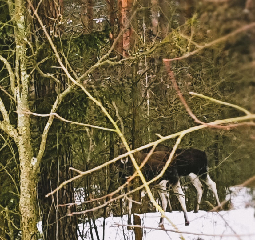 Podlasie w zimowej szacie 2019