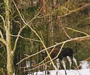 Podlasie w zimowej szacie 2019