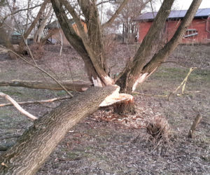 Bobry zadomowiły się w Tarnowie